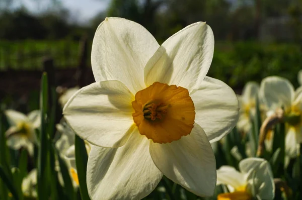 Primer plano de un campo de narcisos blancos —  Fotos de Stock