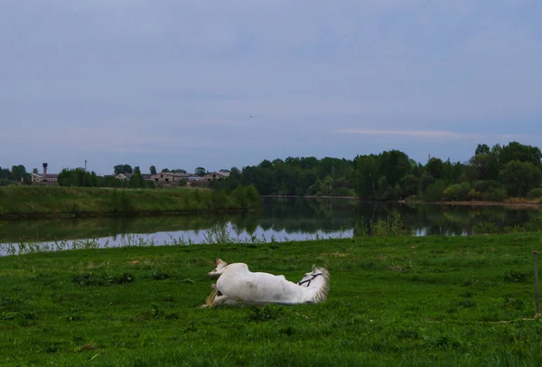 夏天一匹受伤的白马躺在草地上 — 图库照片
