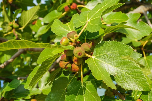 Ett fikonträd som växer gröna frukter på solig dag — Stockfoto