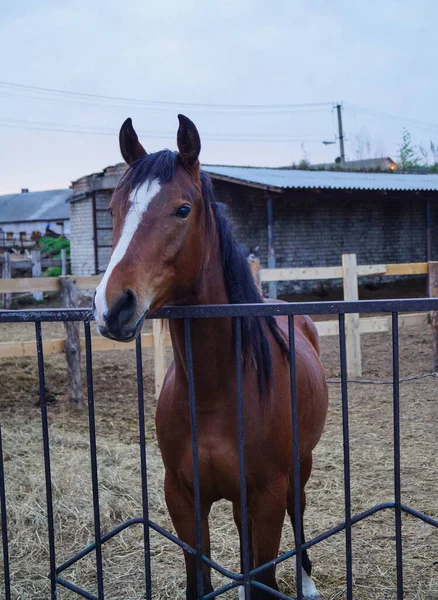 Portrait de jeune cheval brun avec flamme blanche derrière une clôture métallique — Photo