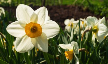 Güzel bahar çiçekleri mavi gökyüzünün arka planında nergisler