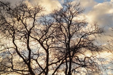 Gökyüzünün arka planında yalnız ağaç silueti
