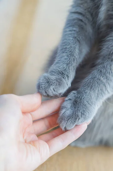 Gri kedi pençesi ve insan eli evcil hayvanı olan bir adamın arkadaşlık kavramı, hayvanlarla ilgilenmek. Minimalizm, en üstte beslenme, metin için yer.