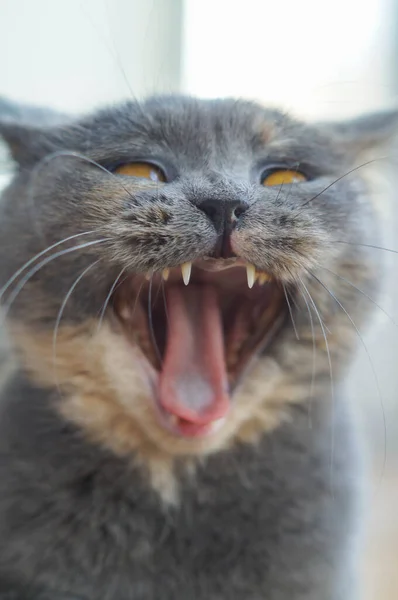 Портрет Харизматичного Кота Сірий Кіт Жовто Зеленими Очима Кіт Позіхає — стокове фото