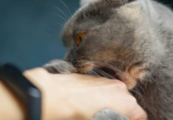 咄咄逼人的苏格兰灰猫咬女孩的手的概念 — 图库照片