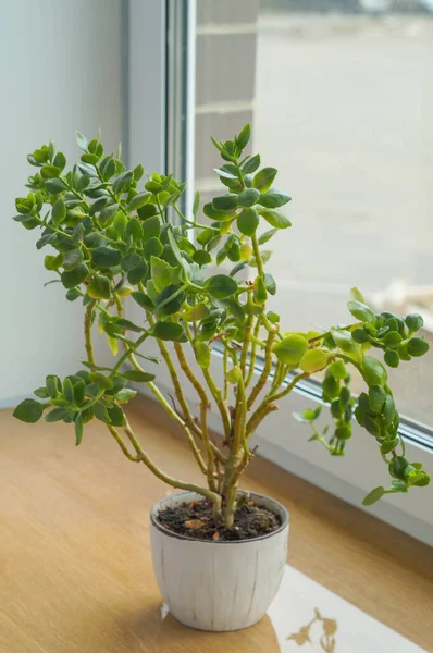 Kalanchoe çiçeği beyaz tencerede pencere eşiğinde