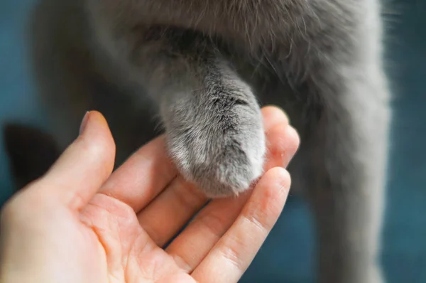 Gatti grigi zampa e mano umana Il concetto di amicizia di un uomo con un animale domestico, prendersi cura degli animali . Immagine Stock