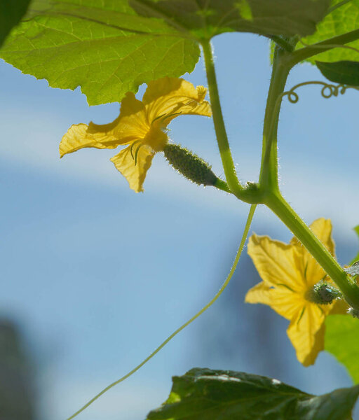 blossom of little cucumber in the garden. flowering cucumber