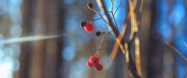 Üvez meyveleri güneşin içinde kış orman dondurulmuş