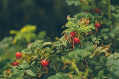 Rose hips sonbahar parkında