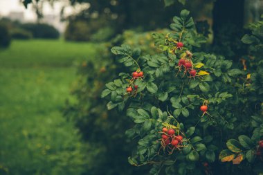 Rose hips sonbahar parkında