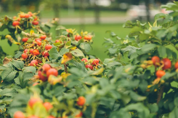 Rose hips sonbahar parkında