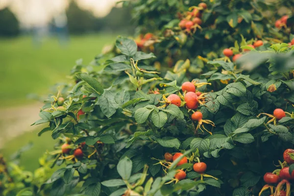 Rose hips sonbahar parkında