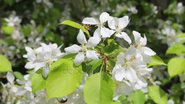 Çiçek açan elma ağacı bahar