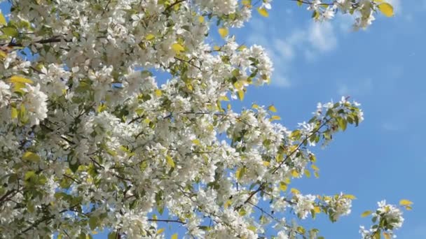 Blooming Apple Tree Spring — Stock Video