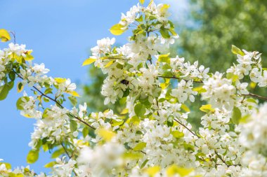 Çiçek açan elma ağacı