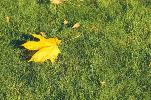 Blätter eines kanadischen Ahorns in Nahaufnahme — Stockfoto