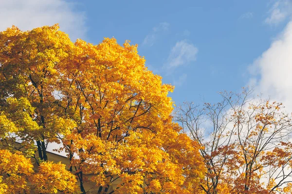 Park im Herbst in St. petersburg — Stockfoto