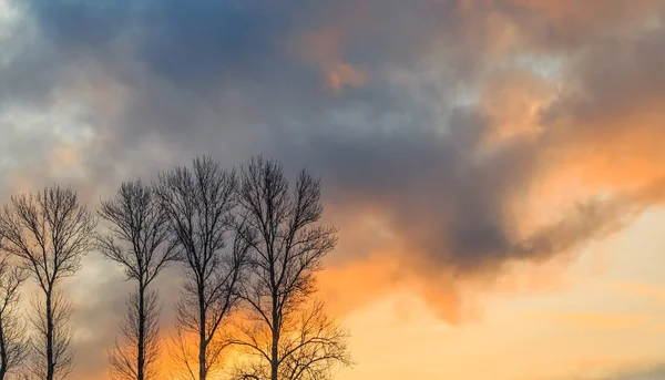 Siluetas de árboles sobre el telón de fondo del amanecer —  Fotos de Stock