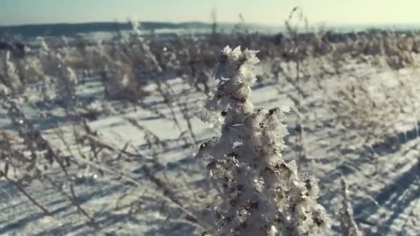 霜で晴れた日にフィールドに雪に覆われた草 光の風が吹く — ストック動画