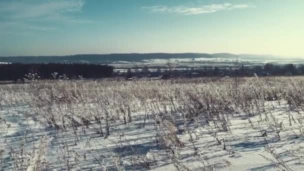 Snow Covered Grass Field Sunny Day Frost Light Wind Blows — Stock Video
