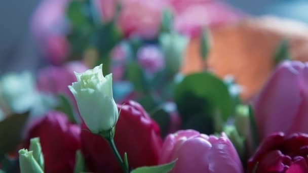 クローズ アップ赤い新鮮なチューリップの花束 — ストック動画