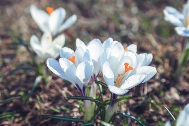 bloomed kardelen yakın çekim