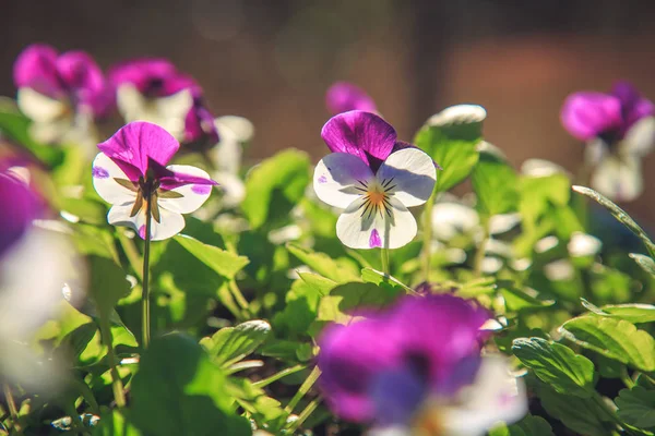 Flores de violetas no parque em uma tarde ensolarada — Fotografia de Stock