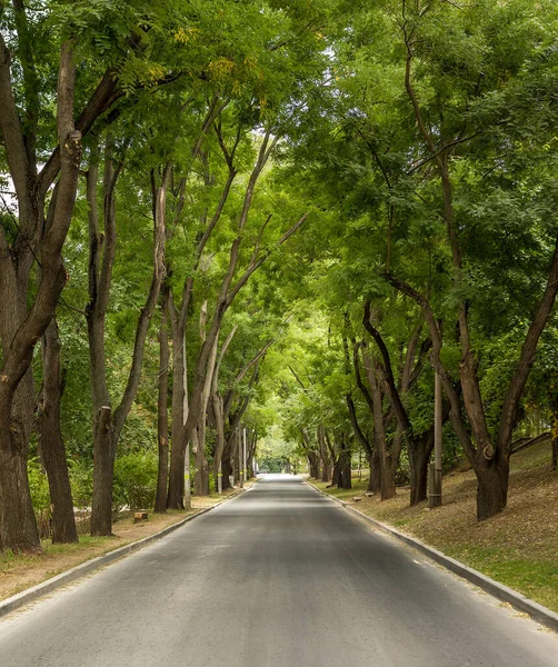 Parktaki Yol. Parkta ilkbahar. Yürüyüş pisti. Büyük ağaçlar ve banklar. 