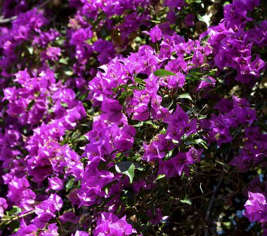 Bougainvillea çiçek kapatın. Çiçek açan Begonvil. Çiçek arka plan.