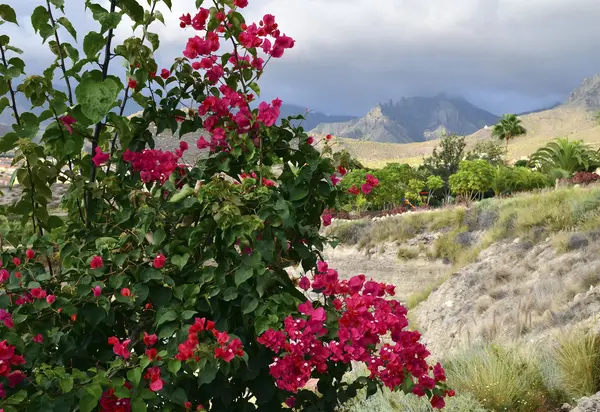 Hermosa vista con bougainvillea en flor en Tenerife, Islas Canarias, España.Concepto de vacaciones o viajes . —  Fotos de Stock