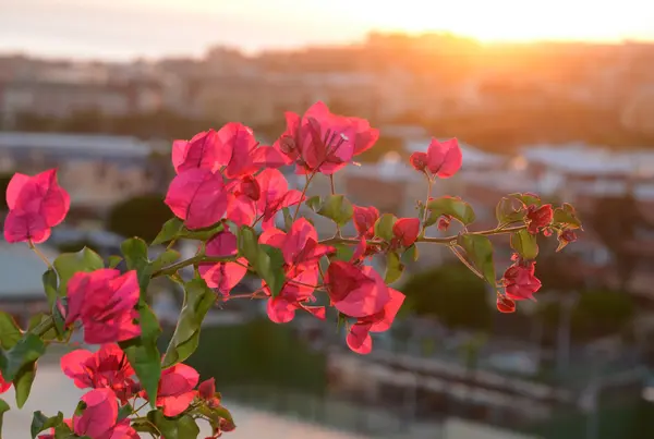 테네리페, 카나리아 Islands,Spain.Vacation 또는 여행 컨셉에 일몰에 피 부겐빌레아와 아름 다운 보기. — 스톡 사진