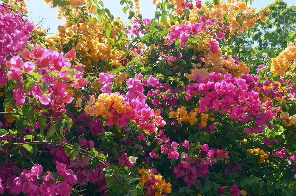 부겐빌레아 꽃 닫습니다. 피 부겐빌레아입니다. 꽃 배경. — 스톡 사진