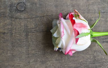 Eski ahşap arka plan üzerinde kopya alanı ile Sevgililer günü için gül. Sevgililer gül.