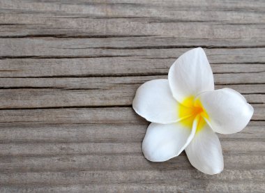 Ahşap arka plan kopya alanı ile Frangipani çiçek. Plumeria çiçek.