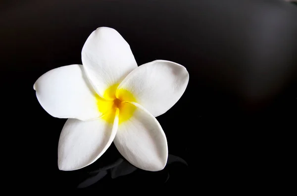 Siyah bir zemin üzerine Frangipani çiçek. Plumeria tropikal çiçek. Spa konsept.