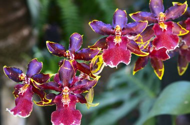 Tropikal bahçe orkide Burrageara Nelly Isler çiçek. Burrageara (Oncidopsis) çiçek.