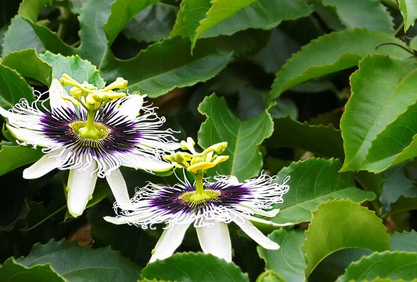Tropikal Bahçe Passiflora mantarı çiçek (tutku meyve, Maracuya, Granadilla, Lilikoi).