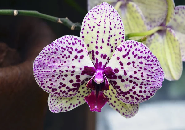 Tropikal Bahçe orkide çiçek kapatın. Phalaenopsis orkide çiçek. Çiçek arka plan.