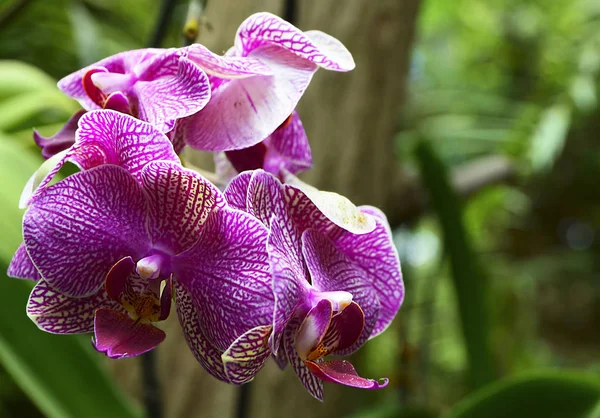 Orchid flower in tropical garden.Phalaenopsis Orchid flower growing on Tenerife,Canary Islands.Orchids.Floral background.