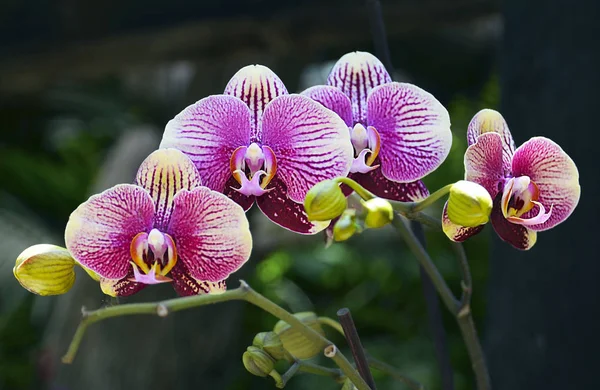 Orchid flower in tropical garden.Phalaenopsis Orchid flower growing on Tenerife,Canary Islands.Orchids.Floral background.