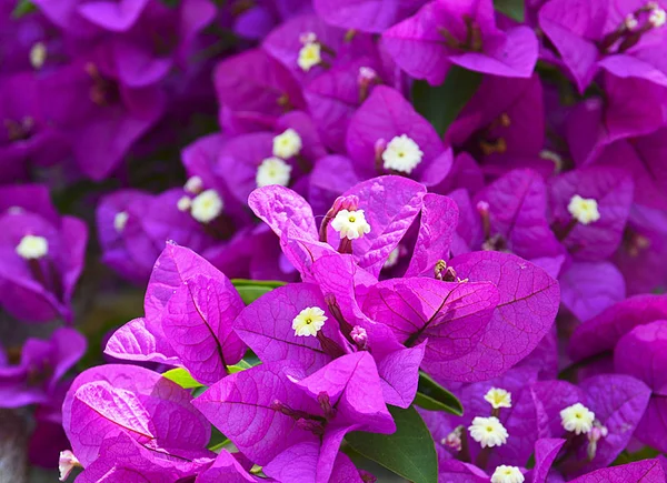 Bougainvillea flores fechar up.Blooming bougainvillea.Bougainvillea flores como pano de fundo. . — Fotografia de Stock