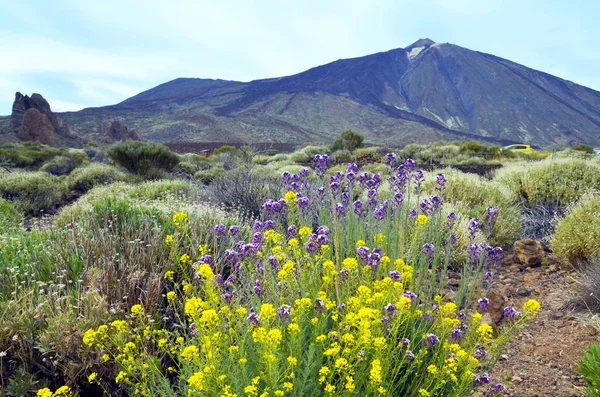 Vue du parc national Teide à Tenerife, Îles Canaries, Espagne . Photos De Stock Libres De Droits