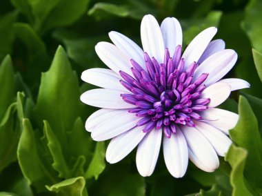 Dimorphotheca ecklonis çiçek (Osteospermum, güller). Park, Tenerife, Kanarya Islands,Spain.Floral arka plan büyüyen papatya çiçek.
