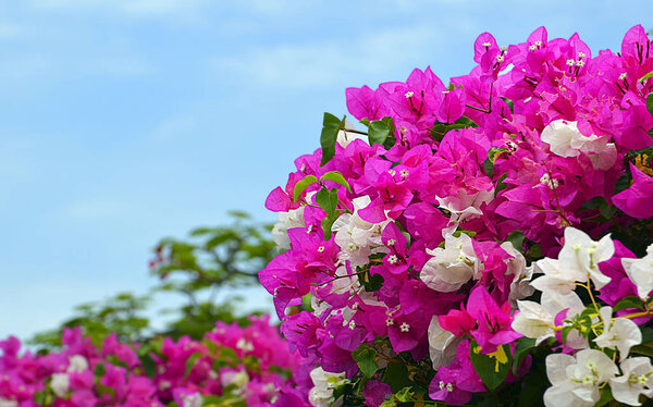 Bougainvillea flowers on a blue sky background.Blooming bougainvillea.Floral background.