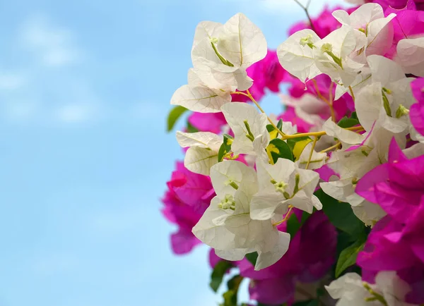 부겐빌레아 꽃 푸른 하늘 배경입니다. 피 부겐빌레아입니다. 꽃 배경. — 스톡 사진
