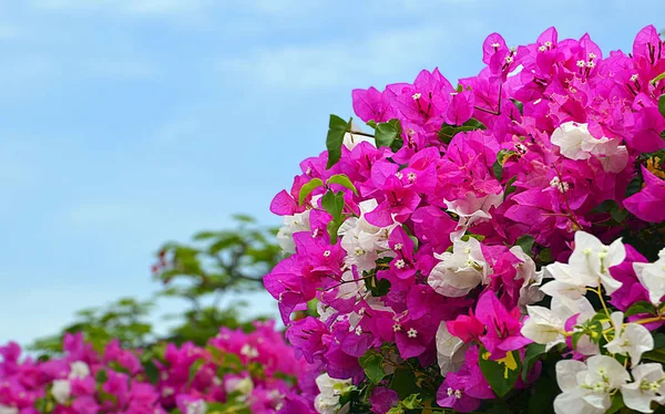Bougainvillea Blumen auf einem blauen Himmel background.blooming bougainvillea.floral Hintergrund. lizenzfreie Stockfotos