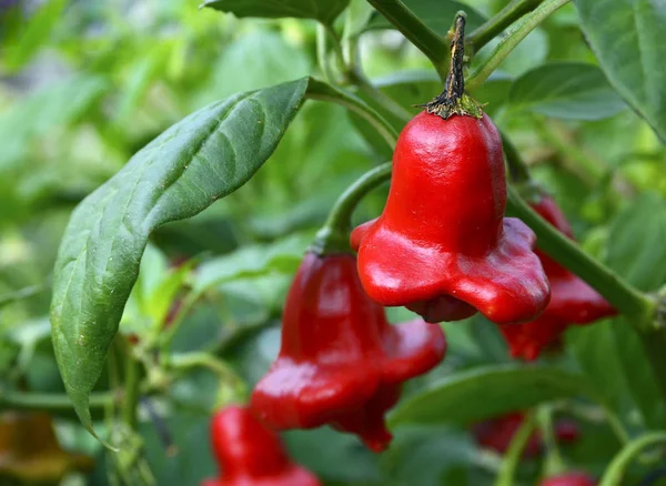 Piskopos tacı chili biber (Capsicum Baccatum, Noel Bell) bahçede büyüyen..