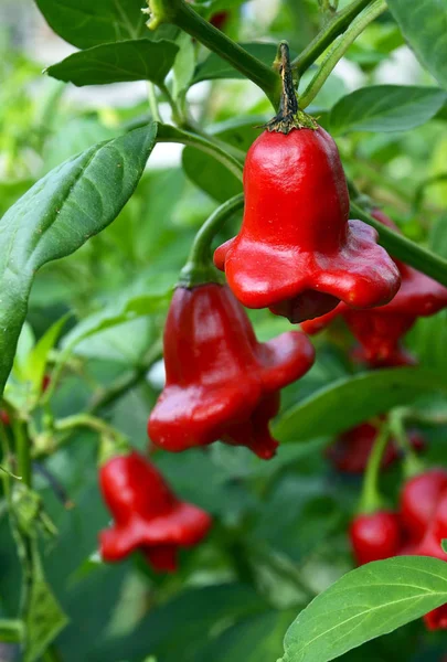 Bischöfe krönen Chilischoten (Paprikaschote, Weihnachtsglocke), die im Garten wachsen. lizenzfreie Stockbilder