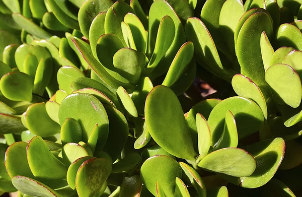 Crassula ovata (Jade Plant,Money Plant) succulent plant close up.